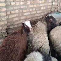 گوسفند  بهداشتی
