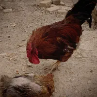 خروس محلی