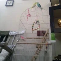 مرغ عشق8عددباقفس بزرگ