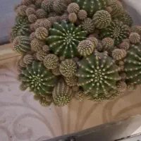 معاوضه گلها ویافروش