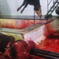 ذبح گوسفند و گاو قربانی در محل
