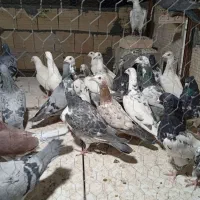 کفتر
