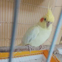 آدرس قشم تم سنتی