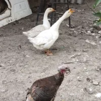 غاز طبیعی خوراکی