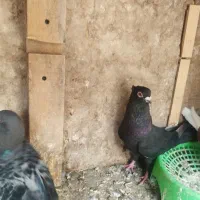 کبوتر آلمانی وموشی