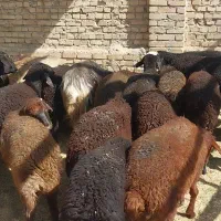 تعدادی بره نر برای پروار