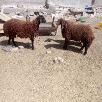 دوتا بره نر چاق با 3راس بز پاکستانی ونر بز