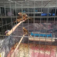 جوجه قناری ریز خوان