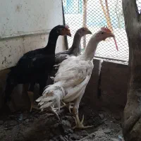 جوجه و مرغ لاری خشک
