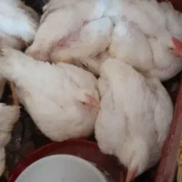 مرغ گوشتی