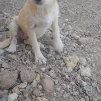 سگ خارجی