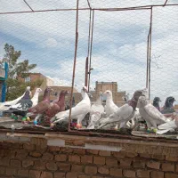 کف پرش