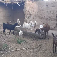 گوسفند زیر قیمت