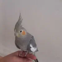 عروس هلندی ماده