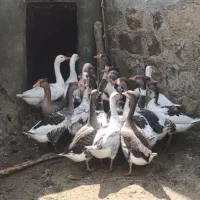 غاز محلی قو کاکل دار