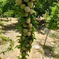 آلو زرد درجه ۱  کیلو ۱۱۰ عمده ۱۰۰