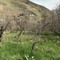 محله زشک ۱۶۰۰ متر حاشیه مسطح ۵۰ مترحاشیه