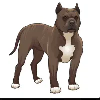 سگ پیتبول ماده جهت کشش