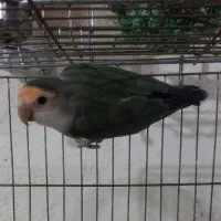 کوتوله برزیلی