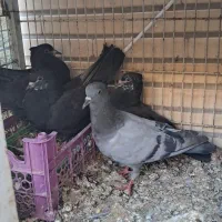 سه عدد جوجه سینه ای با ی پلاکی