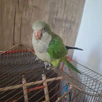 جوجه طوطی راهب ۴۵روزه