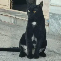 رایگان