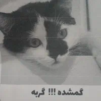 گربه ای به اسم نورا گم شده در فردیس شهرک ناز
