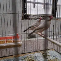 فنج نرگسی شکلاتی باجوجه