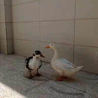 یک جفت مرغابی  شیش ماهه