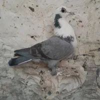 ۵عددقابل ارسال