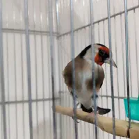 سهره مست شیرین خوان و شیرین کار