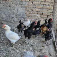مرغ و خروس آمرکایی طاقچه لاکنزی به قیمت خوب