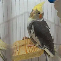 عروس هلندی