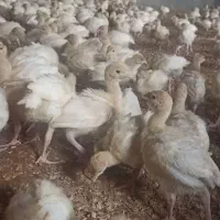 جوجه بوقلمون یک ماهه بیوتی 6زرین به شرط