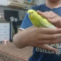 یک عدد مرغ عشق قشنگ زیبانیمه دستی
