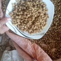 توت خشک