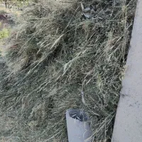 علف باغی درروستای خانقاه