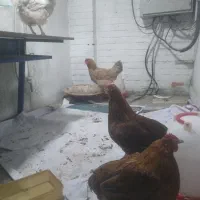 حیوانات مزرعه