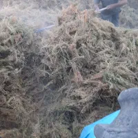 کاه عدس تمیز بدون خاک