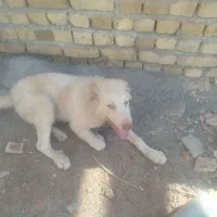 سگ سفید