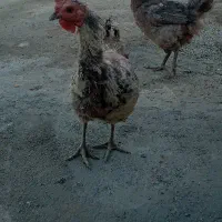 مرغ‌ اسمش‌ پَکِر‌ است