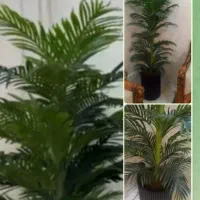 درختچه خارجی ۱۲