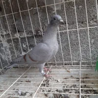 ماده و جوجه