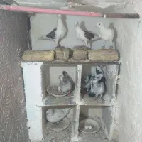 کفتر