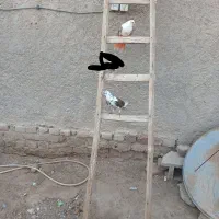 کفتر