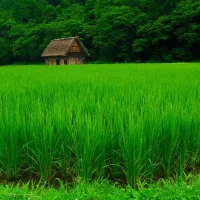 کشت گیاه