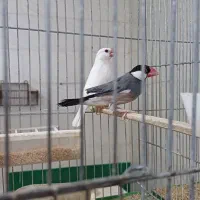 فنچ نرگسی جفت مولد
