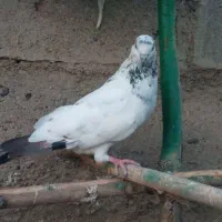 پرنده کفتر
