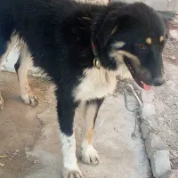 واگذاری یک سگ دورگ نرودوسگ ماده با۶تاتوله