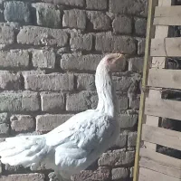 مرغ لاری اصل